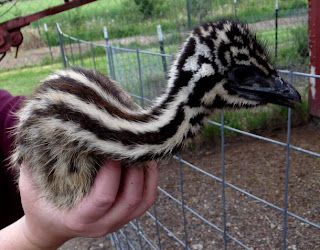 emu chick