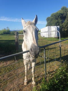 horse in paddock