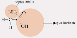  Protein merupakan polimer alam yang terbentuk dari banyak monomer asam amino yang saling  Pintar Pelajaran Pengertian Asam Amino, Sifat, Contoh, Kegunaan, Fungsi, Reaksi, Ikatan Disulfida, Kimia
