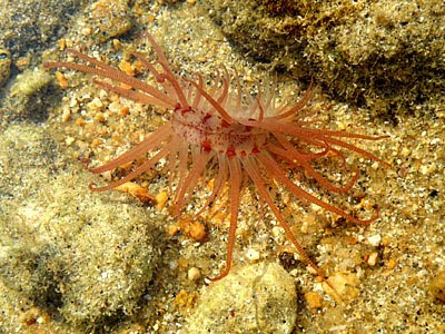 File Clam (Lima sp.)