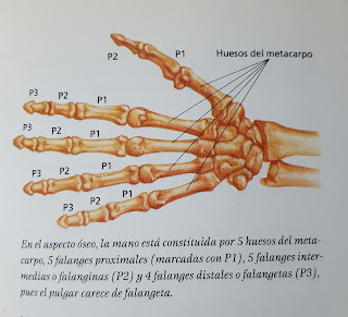 Fractura de mano: Síntomas, Cura y Tratamiento