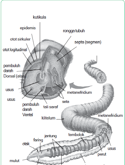 Filum Annelida (Cacing Gelang)