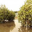 View album