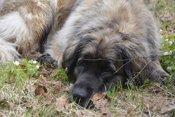 leonberger