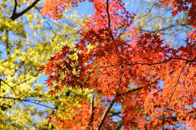 小石川後楽園（東京都文京区）の紅葉