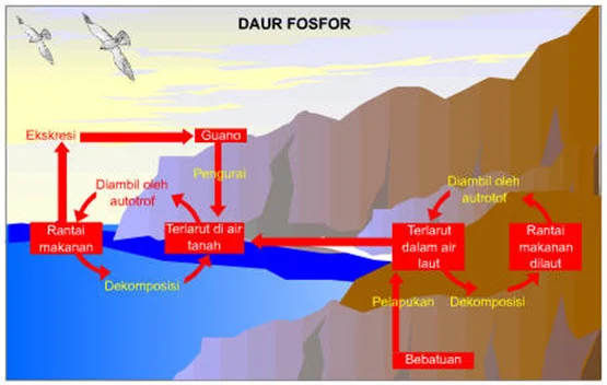 daur fosfor