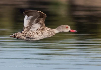 Cape Teal Duck with Canon EOS 7D Mark III Vernon Chalmers Photography Copyright