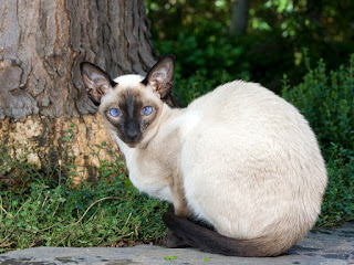 A Seated Siamese Cat