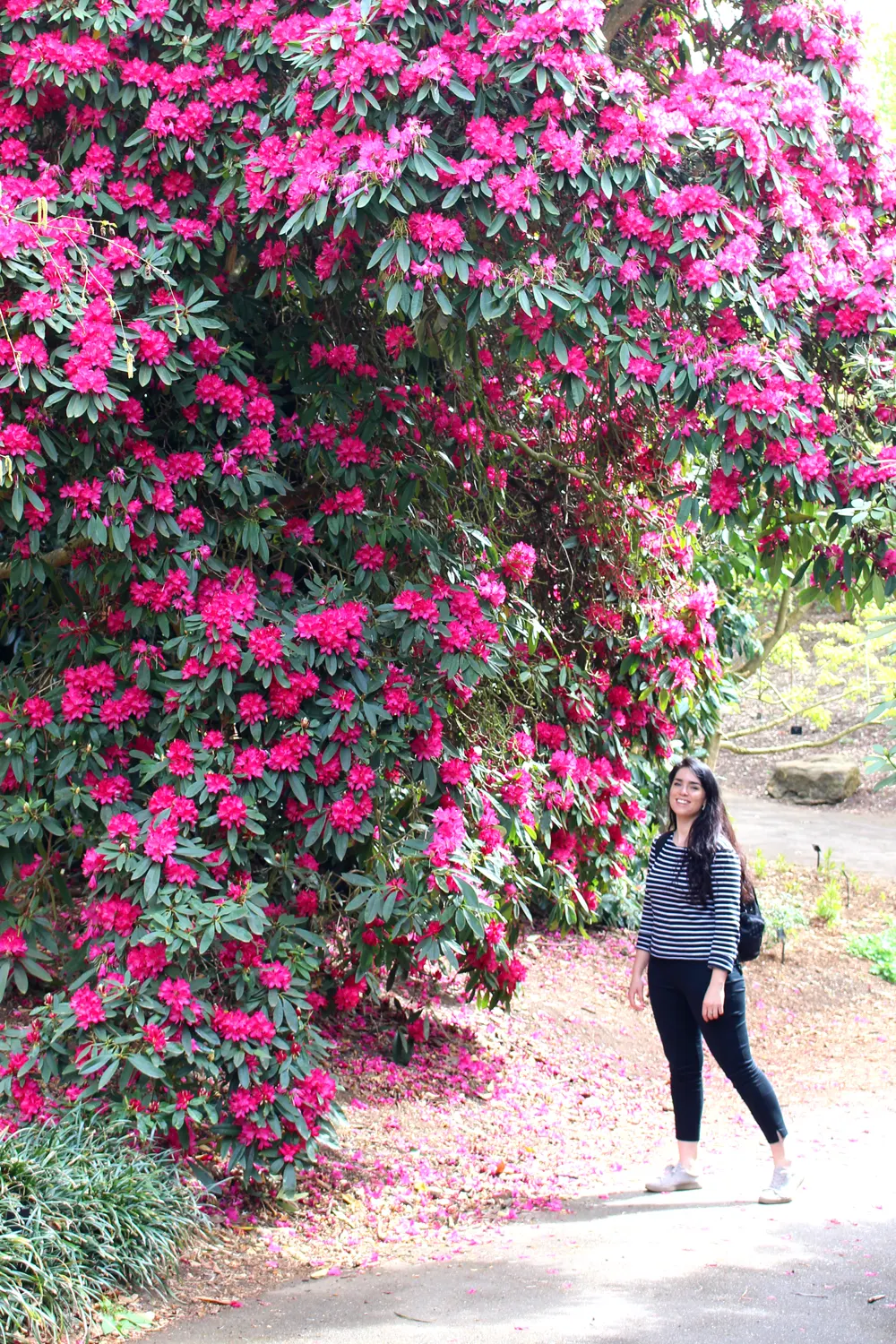 Huge Rhododendron at Kew Gardens in Spring - London lifestyle blog