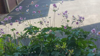 fleurs-sauvages-vue-fenetre-cour-garage