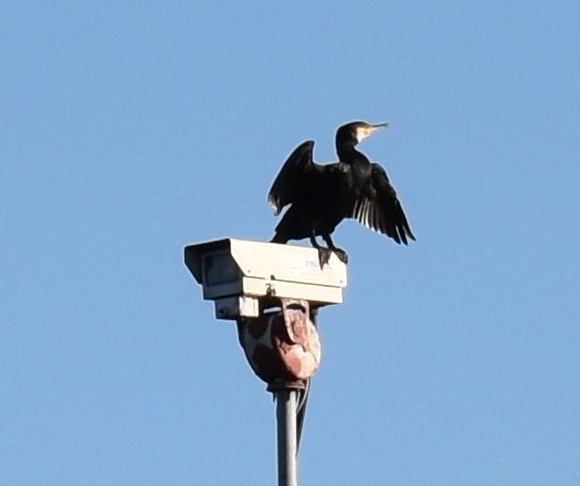cormorant perched on outdoor camera