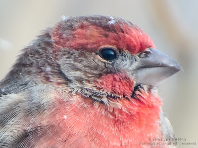 Close-up of House Finch, with snowflakes.  photo  © Shelley Banks; all rights reserved. 