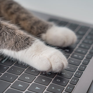 貓咪的腳掌按著電腦鍵盤