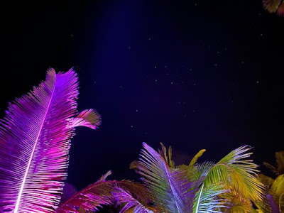 Southern Cross constellation with palm trees