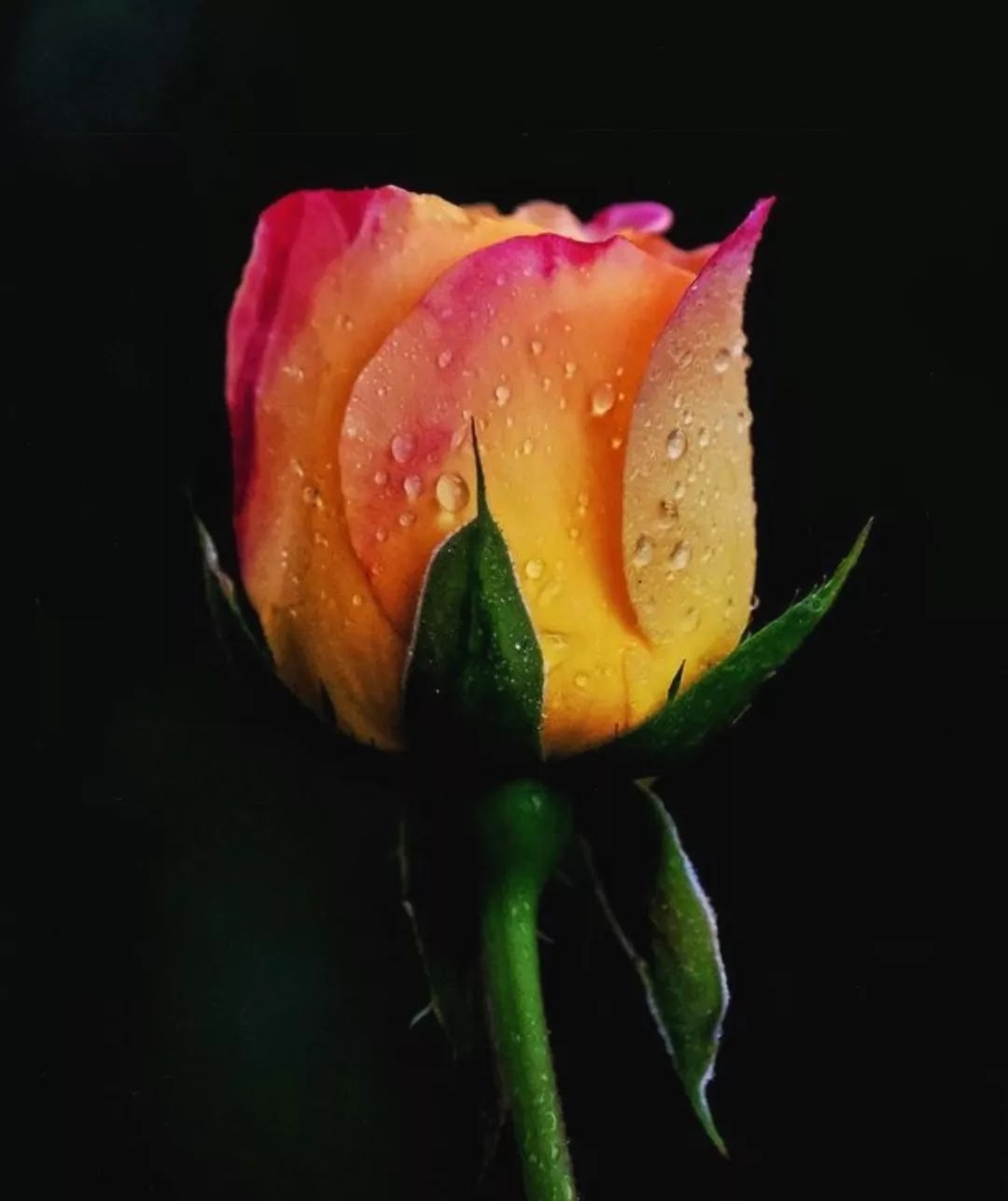 Beautiful Rose Flowers Download HD
