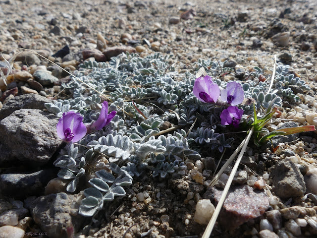 28: purple peas