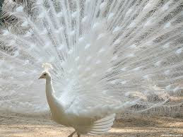 White Peacock  Allfreshwallpaper