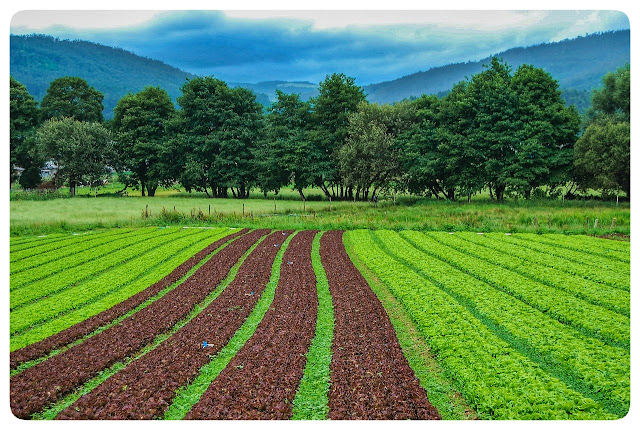 Organic Farming