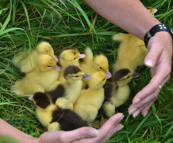 duck breeding, breeding ducks, breeding of ducks, how to breed ducks, steps for breeding ducks