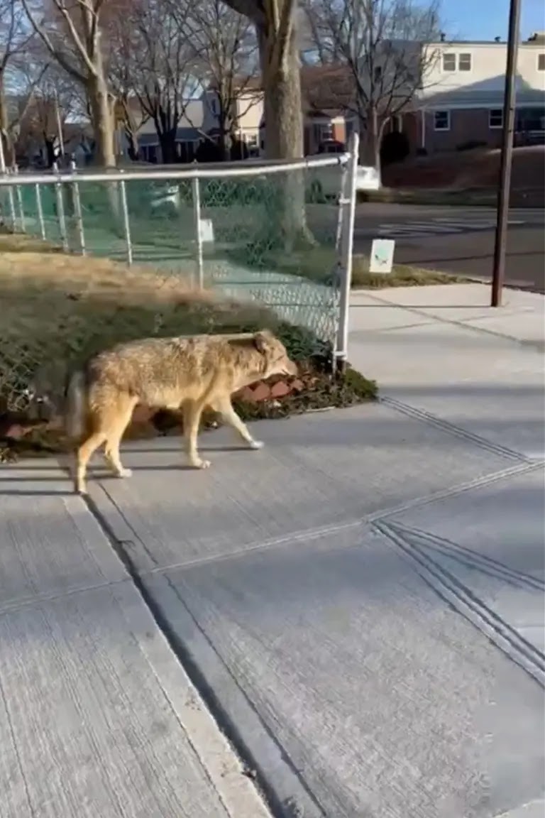 Coyote Taking Casual Morning Stroll Through Queens, New York