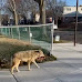 Coyote Spotted Taking Casual Morning Stroll Through Queens, New York