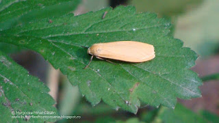 Eilema (Wittia) sororcula DSC81950