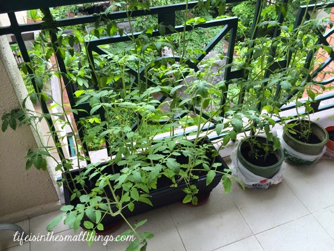 Tomatoes3