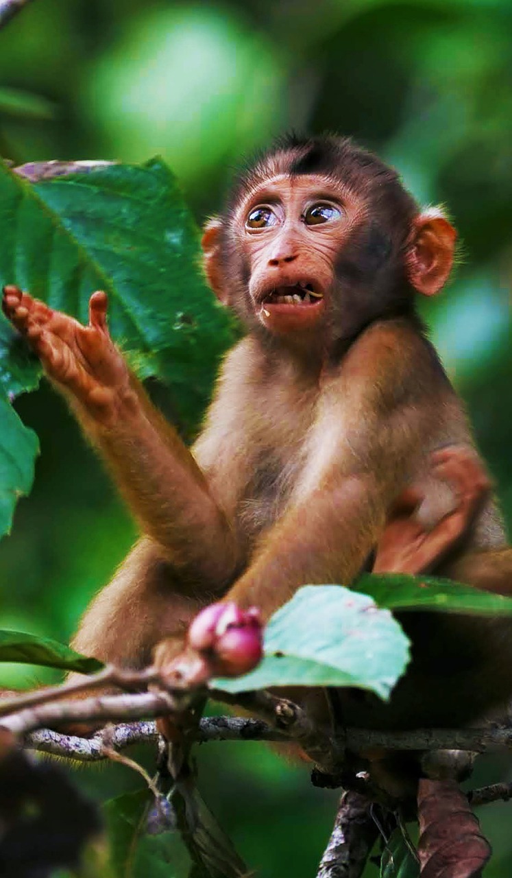 Funny monkey expression.