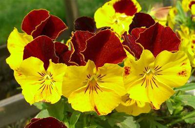 Hạt giống hoa Bướm Pansy Viola