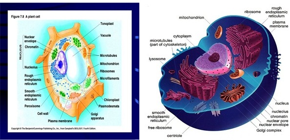  Materi  Biologi Kelas  11  Tentang Sel Lengkap  Latihan Soal 