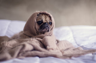 A pug puppy sitting on a bed wrapped in a blanket