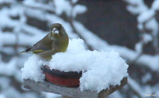 Verdier cherchant des graines de tournesol dans la neige