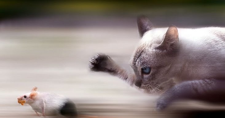 Resultado de imagem para gato rato kafka