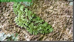 20140718_135244_265_FuYang_Park-fb