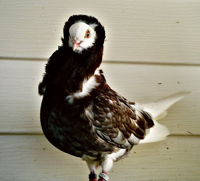 Old Dutch Capuchine Pigeon