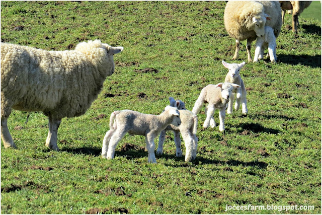 Lambing Starts @ Jocees Farm