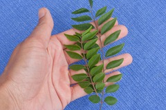 Curry leaves