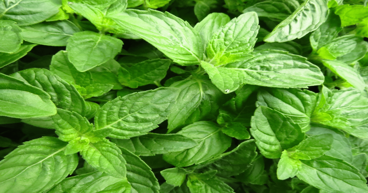 Basil Plant (Tulsi): A green, aromatic herb with small, oval leaves. Often used in cooking and herbal remedies.