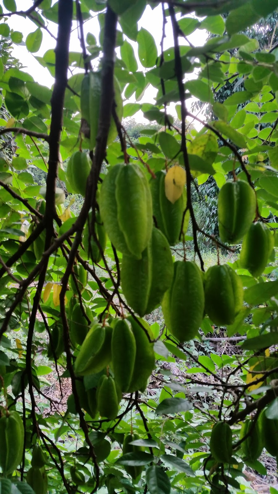 Pokok Belimbing Madu