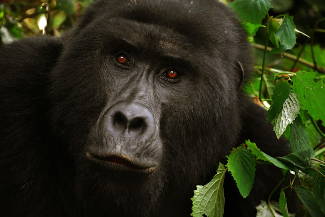 Gorilla social structure and conservation