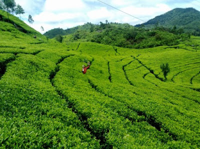 Pemandangan hijau kebun teh wonosari 
