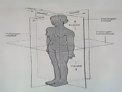 Gambar Fisiologi Anatomi Permukaan Pada Tubuh Manusia