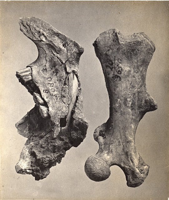 Beaver bones, Kent's Cavern.  Photograph by A.R. Hunt, 1891.