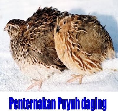 Bukan doktor veterinar: Ternak Burung & Puyuh