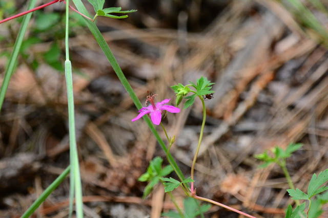 Geranium caespitosum