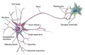Anatomy of Nerve Cells (Neuron)