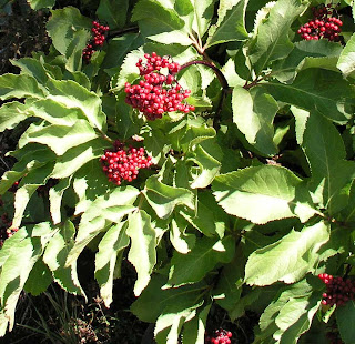 Red Elderberry Sambucus racemosa or Sambucus nigra