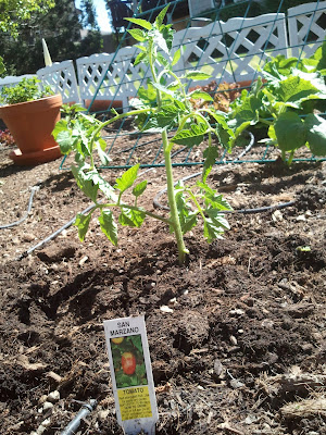 San Marzano heirloom tomato plant