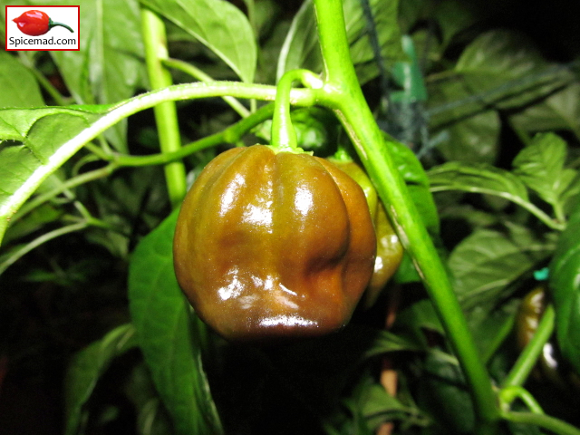 Chocolate Habanero - 26th August 2013