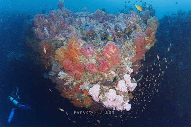Scuba diving Philippines, Underwater Photography Philippines, Dive Philipines, PaparazSea
